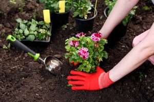 London Chiropractor Back Safe Gardening Guide